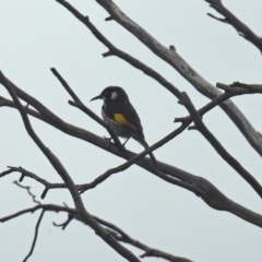 Phylidonyris novaehollandiae at Fyshwick, ACT - 14 Oct 2018