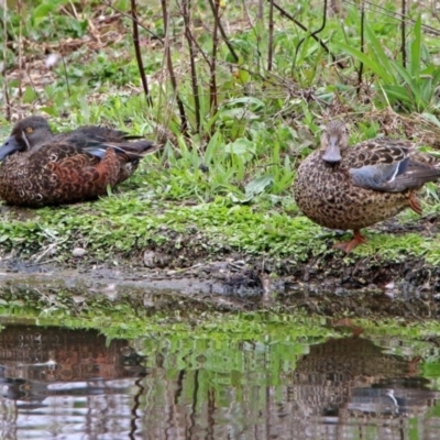 Spatula rhynchotis (Australasian Shoveler) at Jerrabomberra Wetlands - 14 Oct 2018 by RodDeb