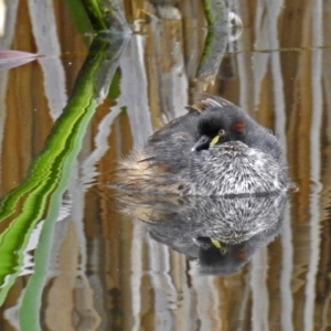 Tachybaptus novaehollandiae at Fyshwick, ACT - 14 Oct 2018