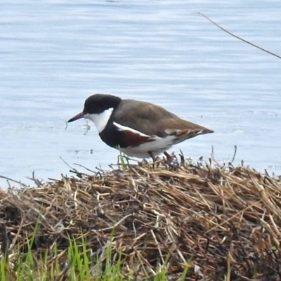 Erythrogonys cinctus (Red-kneed Dotterel) at Fyshwick, ACT - 14 Oct 2018 by RodDeb