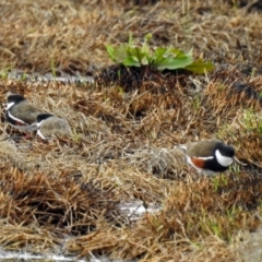 Erythrogonys cinctus at Fyshwick, ACT - 14 Oct 2018