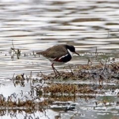 Erythrogonys cinctus at Fyshwick, ACT - 14 Oct 2018