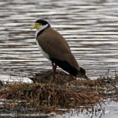 Vanellus miles (Masked Lapwing) at Fyshwick, ACT - 14 Oct 2018 by RodDeb