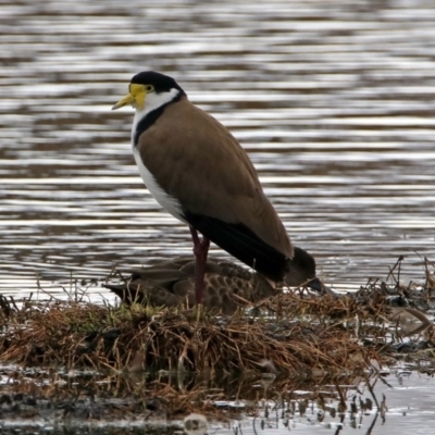 Vanellus miles (Masked Lapwing) at Jerrabomberra Wetlands - 14 Oct 2018 by RodDeb