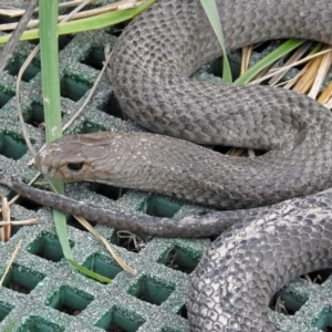 Pseudonaja textilis at Fyshwick, ACT - 14 Oct 2018 01:34 PM