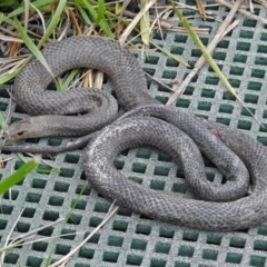 Pseudonaja textilis at Fyshwick, ACT - 14 Oct 2018 01:34 PM