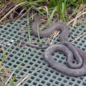 Pseudonaja textilis at Fyshwick, ACT - 14 Oct 2018 01:34 PM