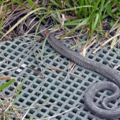 Pseudonaja textilis at Fyshwick, ACT - 14 Oct 2018 01:34 PM