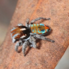 Maratus calcitrans (Kicking peacock spider) at Hackett, ACT - 13 Oct 2018 by Harrisi