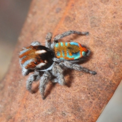 Maratus calcitrans (Kicking peacock spider) at Hackett, ACT - 12 Oct 2018 by Harrisi