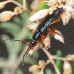 Lepturidea punctulaticollis (Red-legged comb-clawed beetle) at Hackett, ACT - 13 Oct 2018 by Harrisi