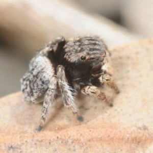 Maratus vespertilio at Bruce, ACT - 13 Oct 2018