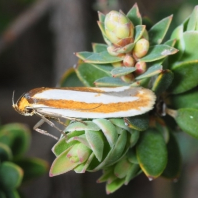 Phytotrypa propriella (A concealer moth) at Black Mountain - 13 Oct 2018 by Harrisi