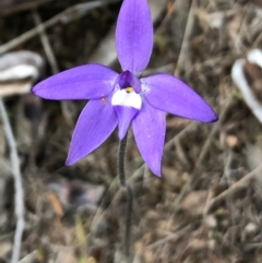 Glossodia major (Wax Lip Orchid) at Sutton, NSW - 8 Oct 2018 by Whirlwind