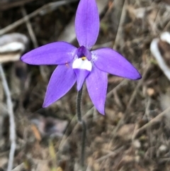 Glossodia major (Wax Lip Orchid) at QPRC LGA - 8 Oct 2018 by Whirlwind