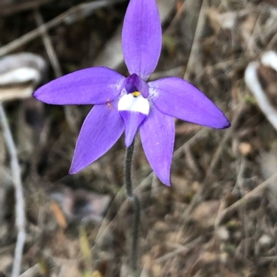 Glossodia major (Wax Lip Orchid) at QPRC LGA - 8 Oct 2018 by Whirlwind