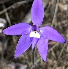 Glossodia major at Sutton, NSW - suppressed