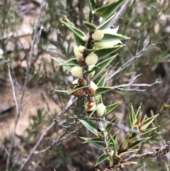 Melichrus urceolatus (Urn Heath) at QPRC LGA - 8 Oct 2018 by Whirlwind