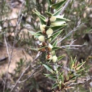 Melichrus urceolatus at Sutton, NSW - 8 Oct 2018 01:16 PM