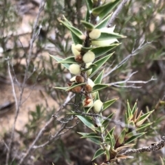 Melichrus urceolatus (Urn Heath) at Sutton, NSW - 8 Oct 2018 by Whirlwind