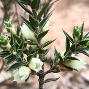 Melichrus urceolatus at Sutton, NSW - 8 Oct 2018