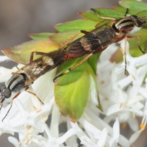 Ectinorhynchus sp. (genus) at Theodore, ACT - 13 Oct 2018