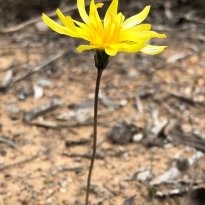 Microseris walteri (Yam Daisy, Murnong) at QPRC LGA - 8 Oct 2018 by Whirlwind