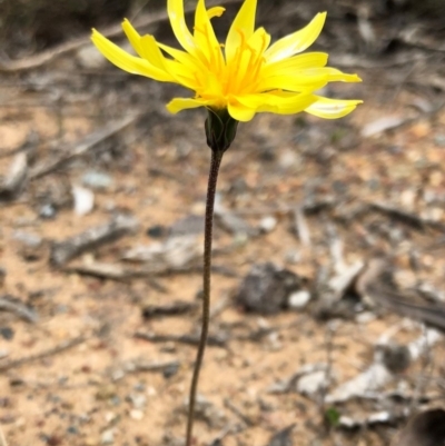 Microseris walteri (Yam Daisy, Murnong) at Sutton, NSW - 8 Oct 2018 by Whirlwind