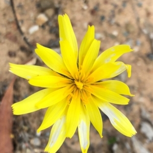 Microseris walteri at Sutton, NSW - 8 Oct 2018