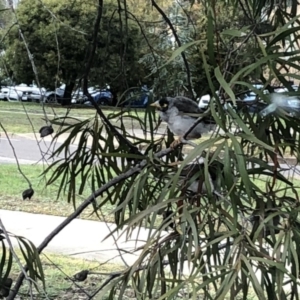 Manorina melanocephala at Acton, ACT - 9 Oct 2018 08:36 AM