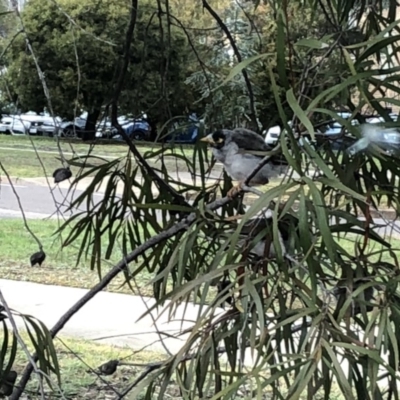 Manorina melanocephala (Noisy Miner) at Acton, ACT - 9 Oct 2018 by LSP