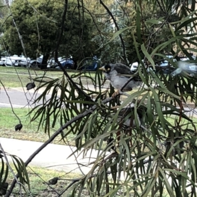 Manorina melanocephala (Noisy Miner) at Acton, ACT - 8 Oct 2018 by LSP