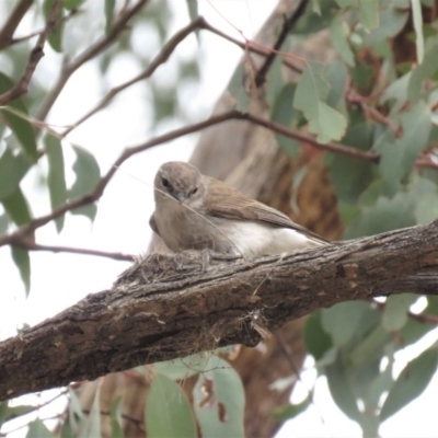 Microeca fascinans (Jacky Winter) at Michelago, NSW - 13 Oct 2018 by KumikoCallaway