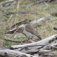 Microeca fascinans at Michelago, NSW - 14 Oct 2018