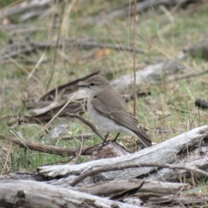 Microeca fascinans at Michelago, NSW - 14 Oct 2018