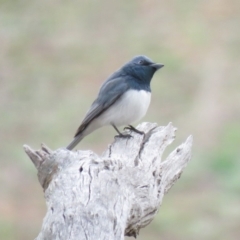 Myiagra rubecula (Leaden Flycatcher) at Michelago, NSW - 14 Oct 2018 by KumikoCallaway