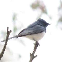 Myiagra rubecula at Michelago, NSW - 14 Oct 2018 10:15 AM