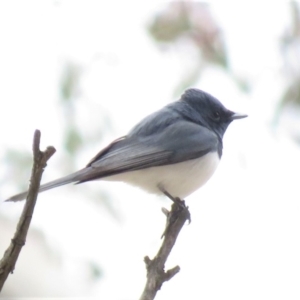 Myiagra rubecula at Michelago, NSW - 14 Oct 2018