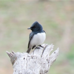 Myiagra rubecula at Michelago, NSW - 14 Oct 2018