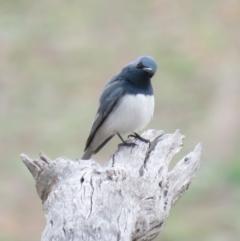 Myiagra rubecula at Michelago, NSW - 14 Oct 2018