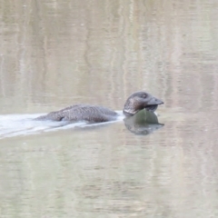 Biziura lobata (Musk Duck) at Illilanga & Baroona - 14 Oct 2018 by KumikoCallaway