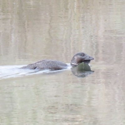 Biziura lobata (Musk Duck) at Michelago, NSW - 14 Oct 2018 by KumikoCallaway