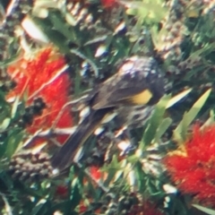 Phylidonyris novaehollandiae (New Holland Honeyeater) at Cuttagee, NSW - 15 Oct 2018 by loumcc