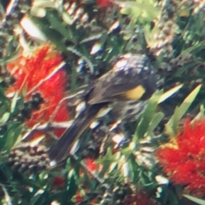 Phylidonyris novaehollandiae at Cuttagee, NSW - 15 Oct 2018 08:52 AM