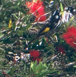 Phylidonyris novaehollandiae at Cuttagee, NSW - 15 Oct 2018 08:52 AM