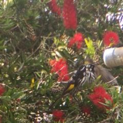 Phylidonyris novaehollandiae at Cuttagee, NSW - 15 Oct 2018 08:52 AM