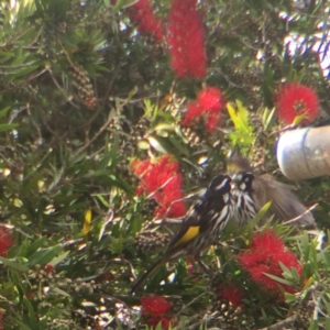 Phylidonyris novaehollandiae at Cuttagee, NSW - 15 Oct 2018 08:52 AM