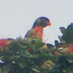 Trichoglossus moluccanus (Rainbow Lorikeet) at Cuttagee, NSW - 15 Oct 2018 by loumcc