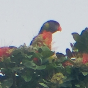 Trichoglossus moluccanus at Cuttagee, NSW - 15 Oct 2018