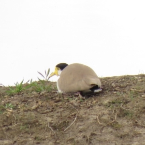 Vanellus miles at Michelago, NSW - 14 Oct 2018 11:13 AM